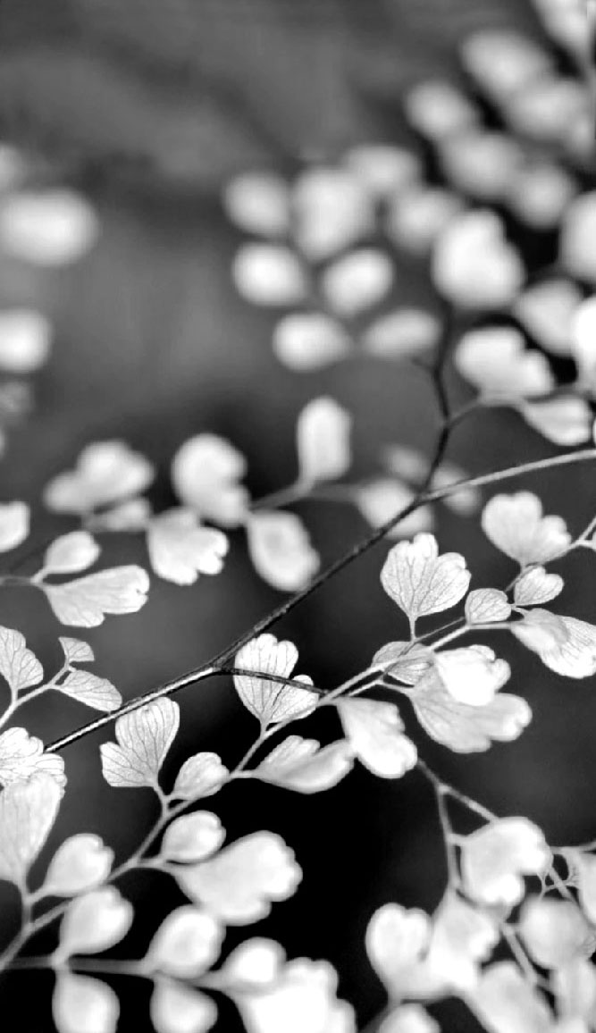 Photo noir et blanc feuilles